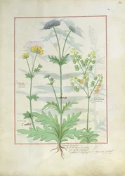 Illustration aus dem Buch der einfachen Heilmittel von Mattheaus Platearius 142r